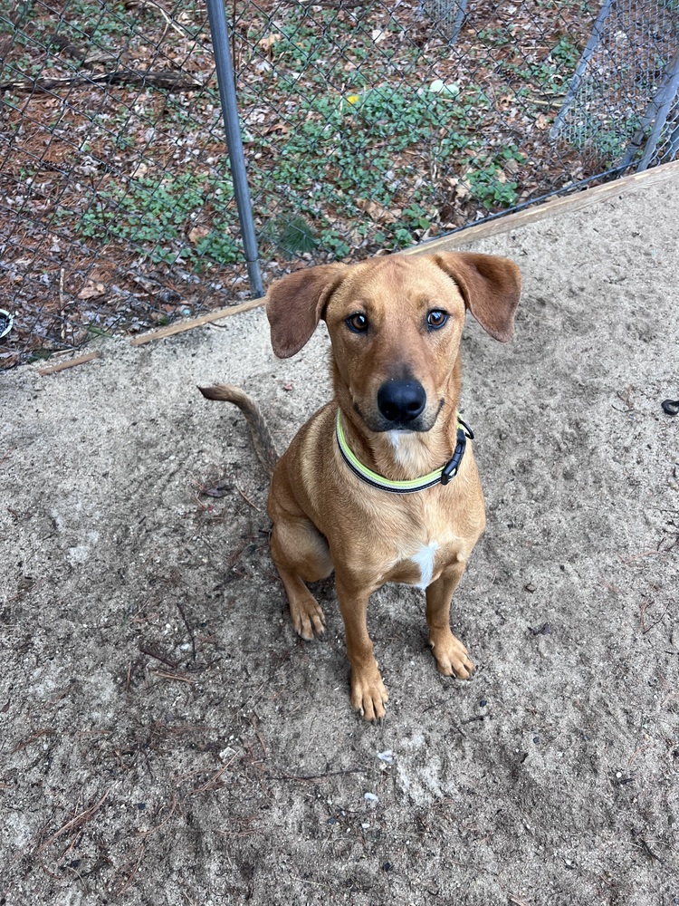 A dog sitting in a yard looking at the camera.