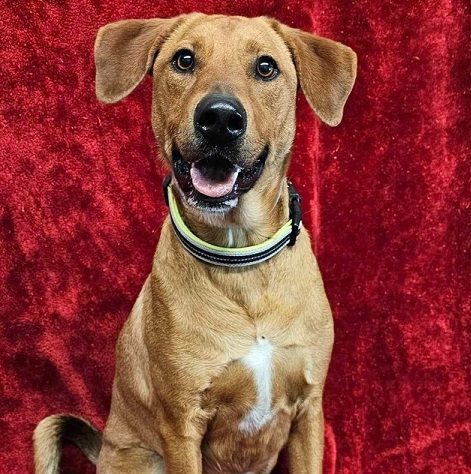 A dog sitting in front of a red background.