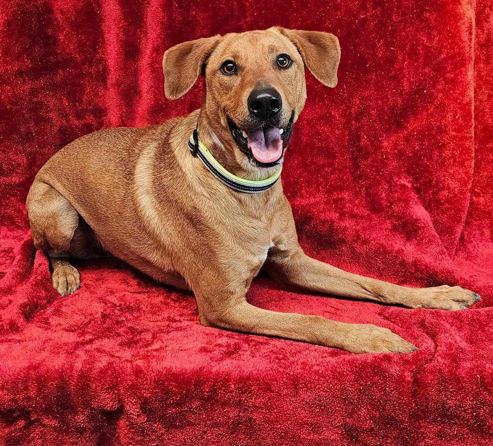 A dog lying in front of a red background.