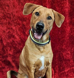 A dog with his head to one side sitting in front of a red background.