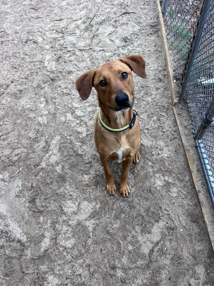 A dog sitting in a yard looking at the camera.