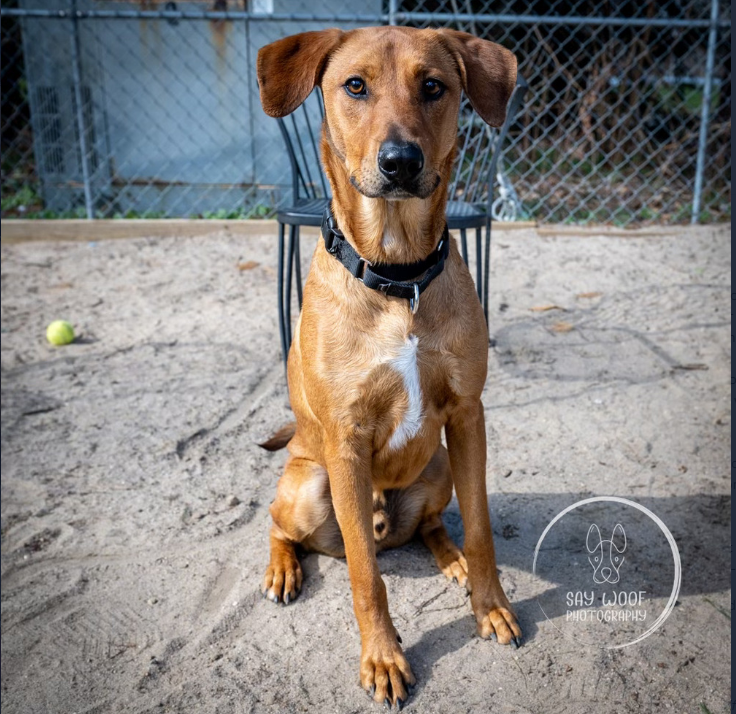 A dog sitting in a yard looking at the camera.