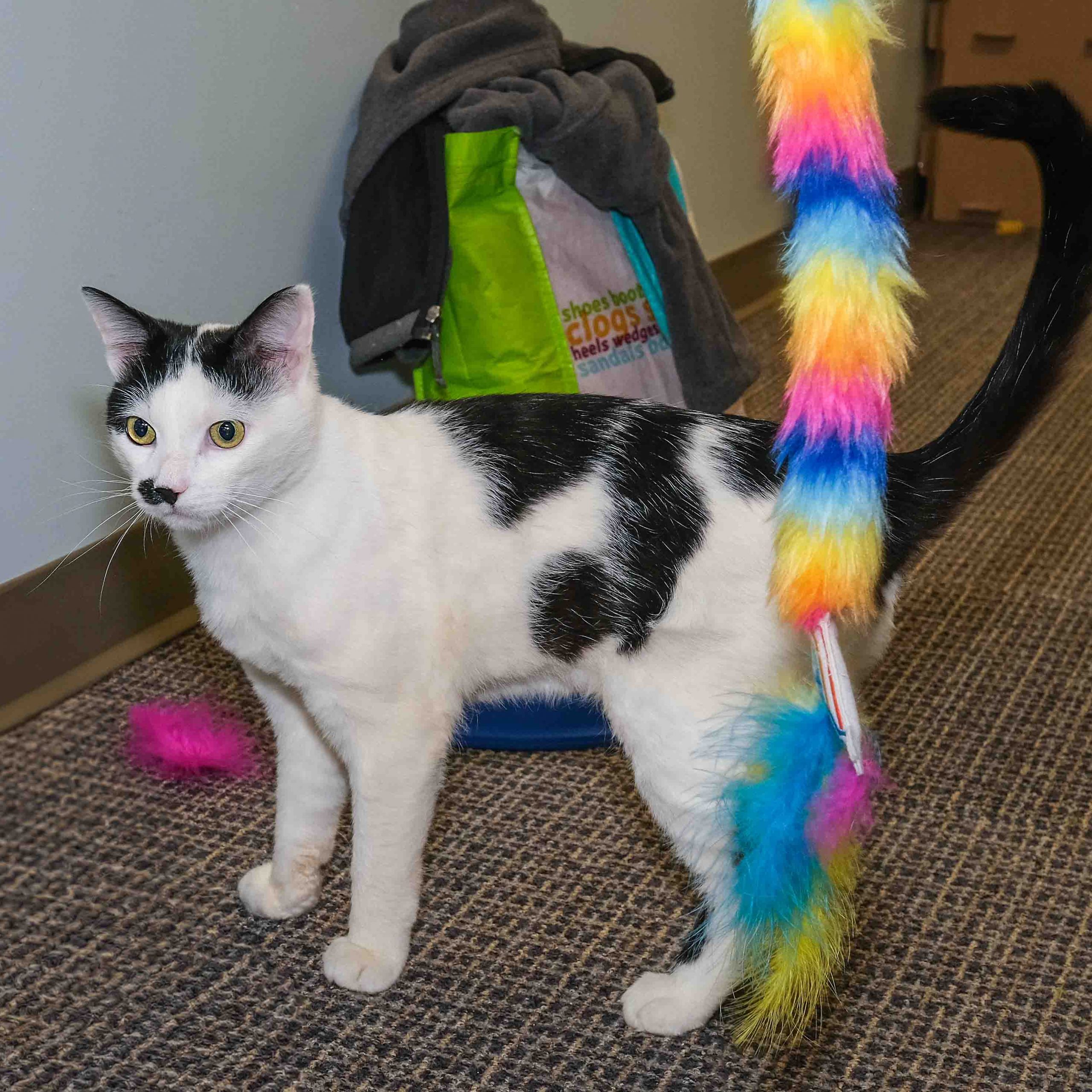 A cat standing with a toy in the foreground.