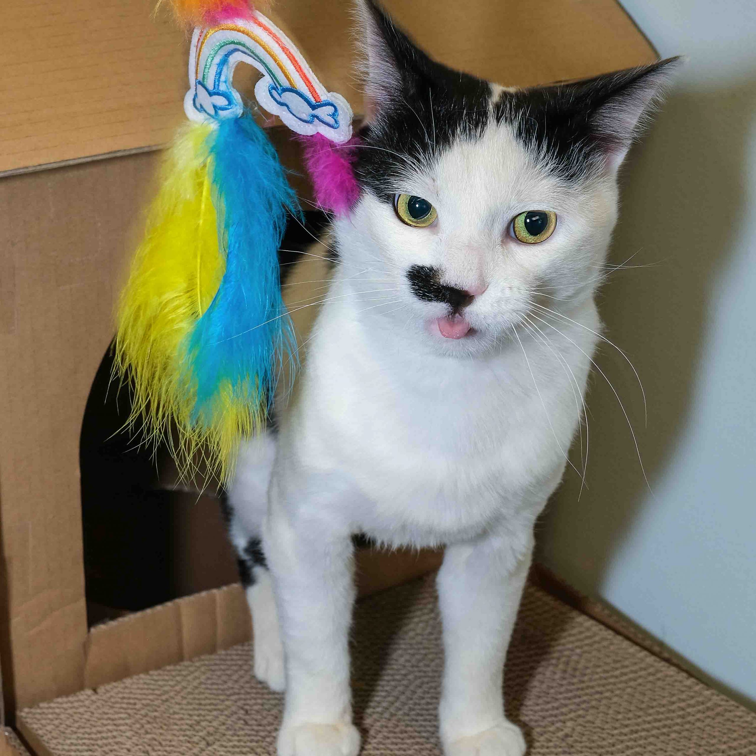 A cat with a toy and his mouth open in a meow.