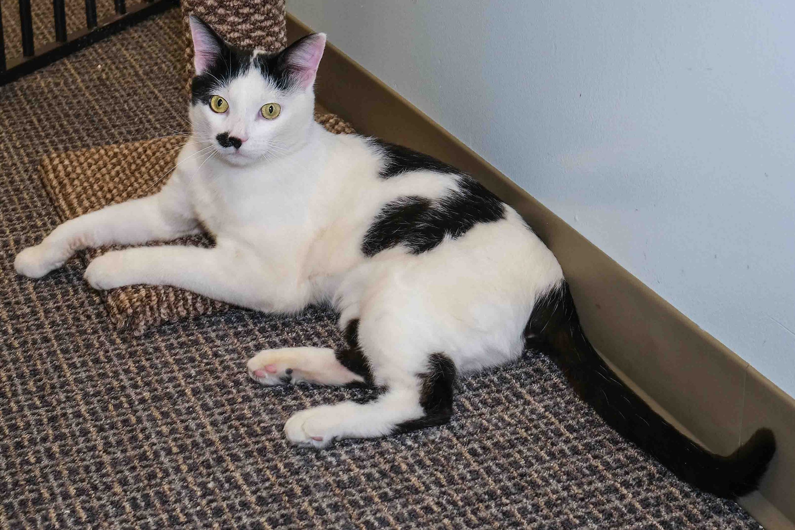 A cat lying on the floor.