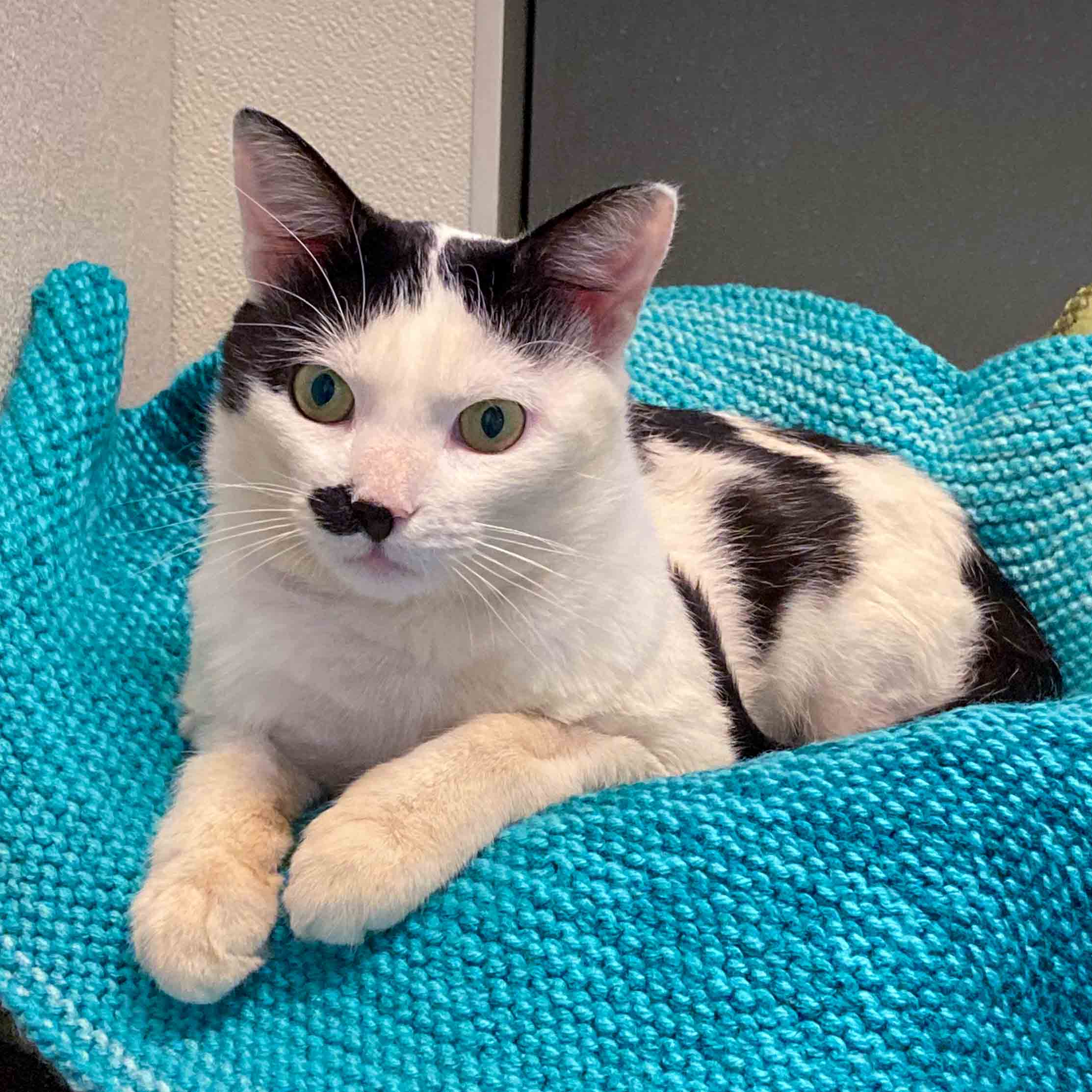 A cat on a blue blanket with its's front paws out.