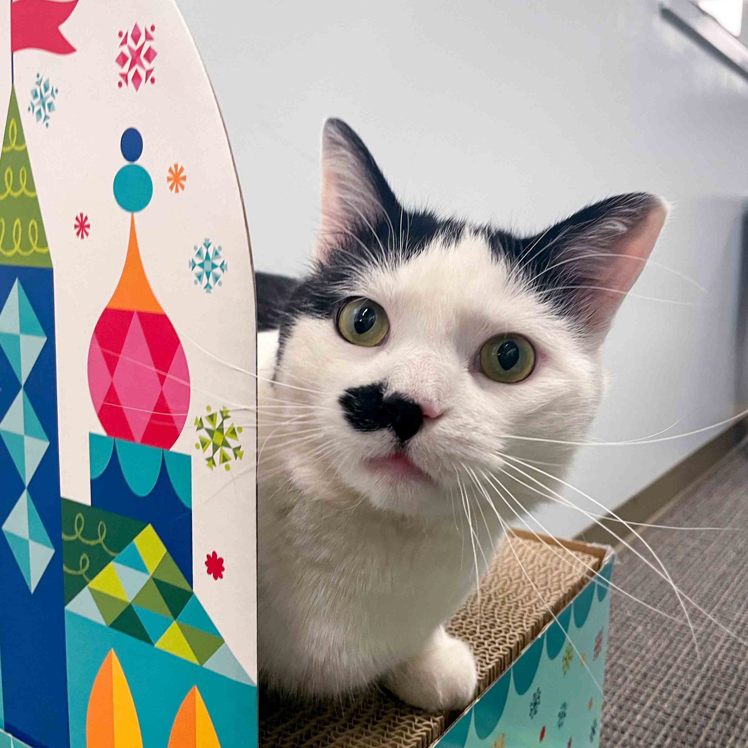 A cat peeking from behind a box.