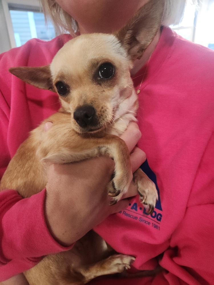 Lola, a brown Chihuahua for adoption with Adopt-A-Dog is held to someone's chest.