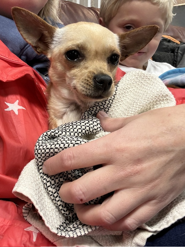 Lola, a brown Chihuahua for adoption with Adopt-A-Dog, sits in someone's hand. A smiling little boy is in the background.