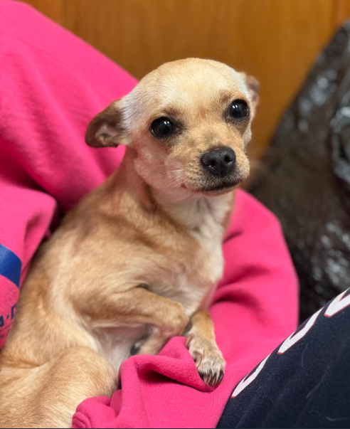 Lola, a brown Chihuahua for adoption with Adopt-A-Dog looks at the camera.