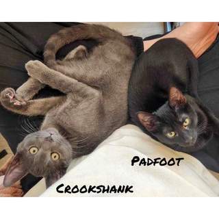 Crookshank, a grey cat, and his sister Padfoot, a black cat, both up for adoption with Friends of Felines, lay together looking up at the camera. Their names are in the picture.