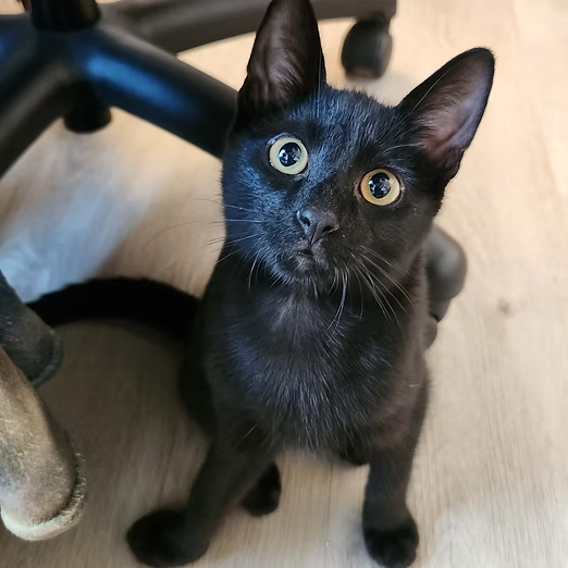 A close-up picture of Padfoot, a black cat for adoption with Friends of Felines, sitting under a chair and looking up at the camera.