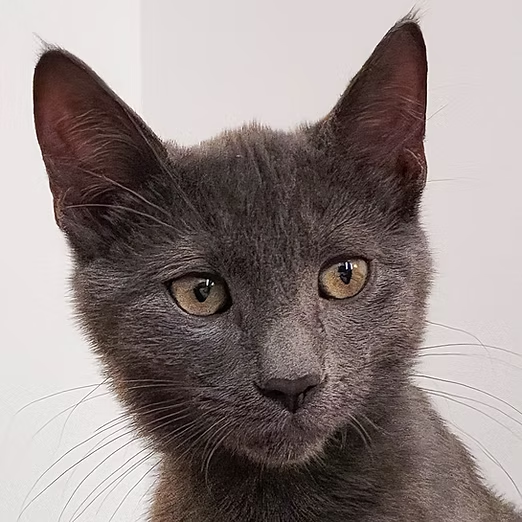 A close-up picture of Crookshank, a grey cat for adoption with Friends of Felines, face.