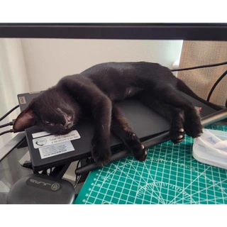 Padfoot, a black cat for adoption with Friends of Felines, lays comfortably on a laptop.