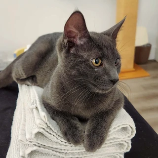 Crookshank, a grey cat for adoption with Friends of Felines, sits on a pile of folded white towels and looks to the right.