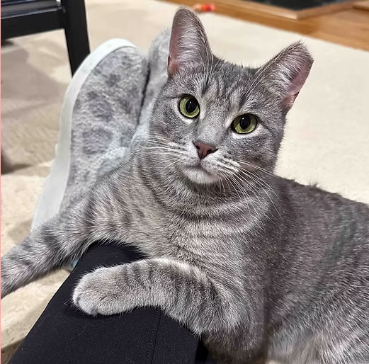 A small grey striped kitten named Xena, lays on someone's leg looking up at the camera.