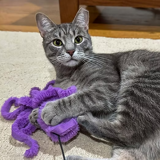 A small grey striped kitten named Xena, lays on a cream colored carpet with a purple wand toy looking at the camera.