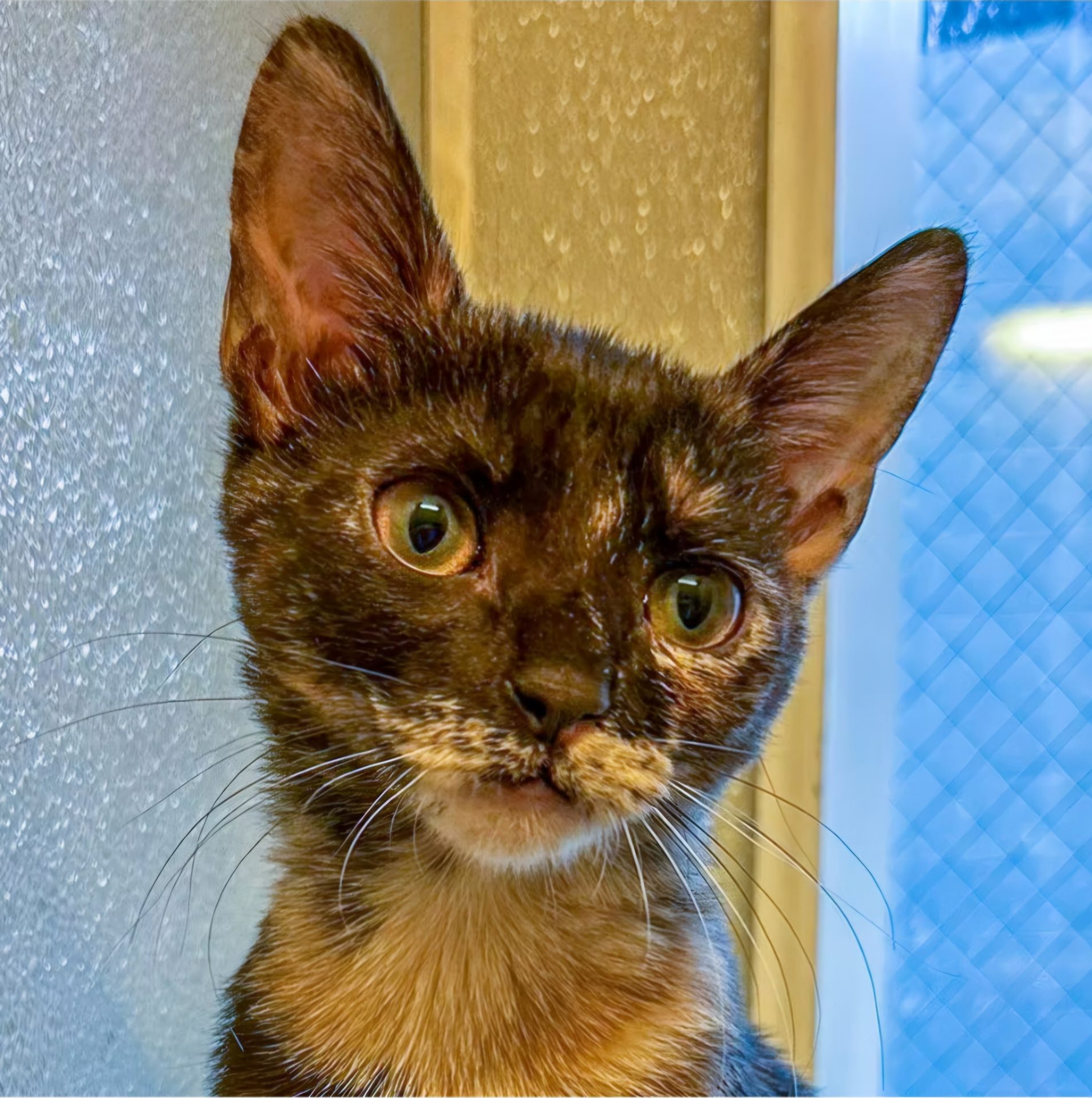 A facial close-up of a small, thin, wide-eyed, black and brown cat named Lilo.