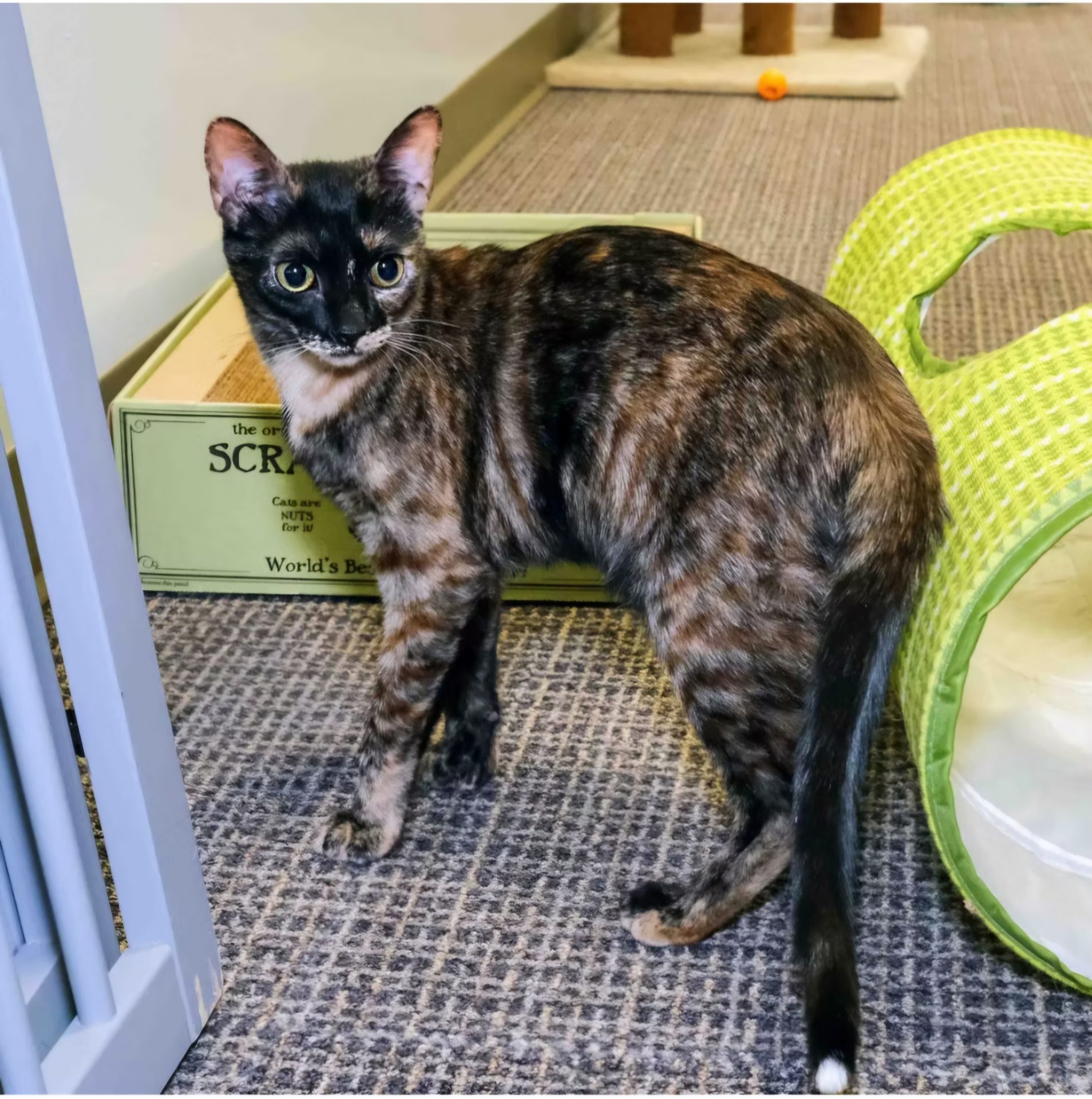 A small, thin, wide-eyed, black and brown cat named Lilo stands in front of a Scratch Lounge and next to a green tunnel toy looking over her shoulder.