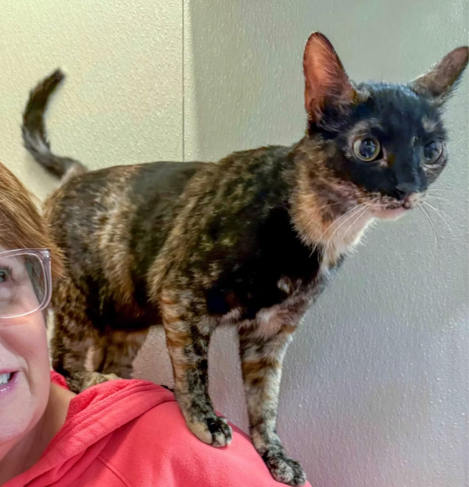 A small, thin, wide-eyed, black and brown cat named Lilo stands atop the shoulder of an older woman looking wearing glasses and smiling.