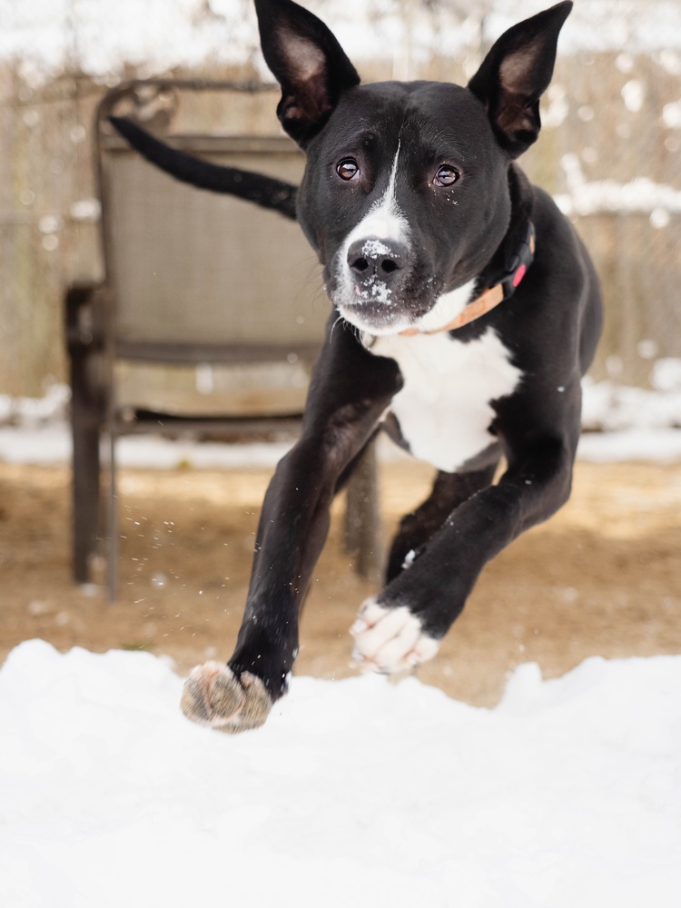 First person image of Peter, a black and white Lab Retriever, running toward the camera.