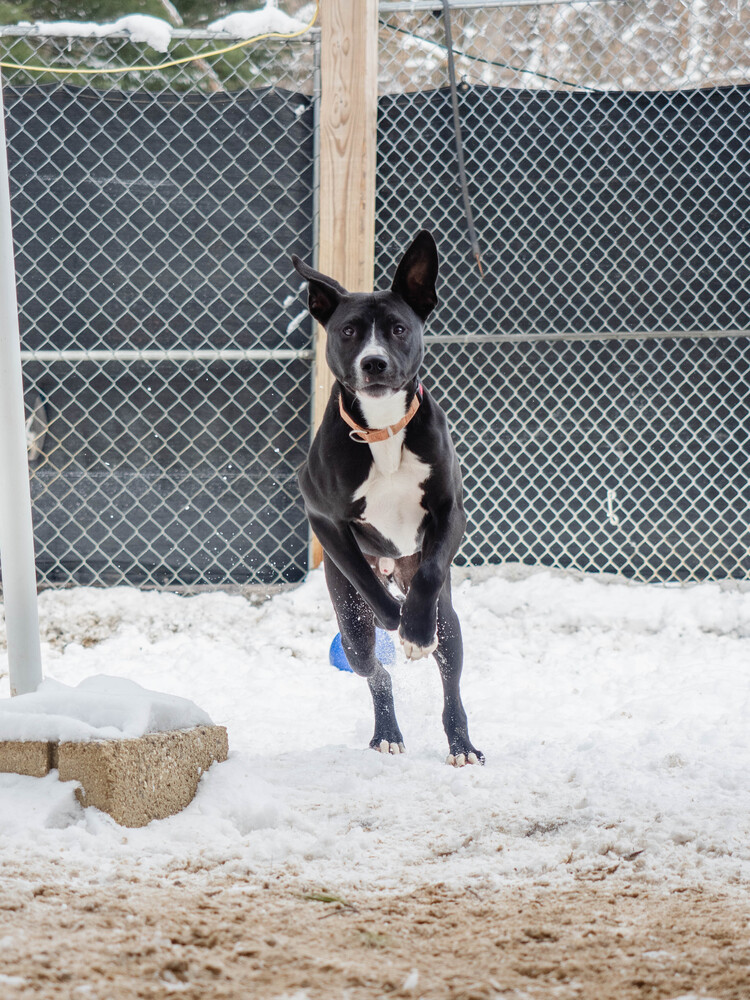 Image of Peter, a black and white Lab Retriever, running toward the camera with his 2 front paws up in mid stride.