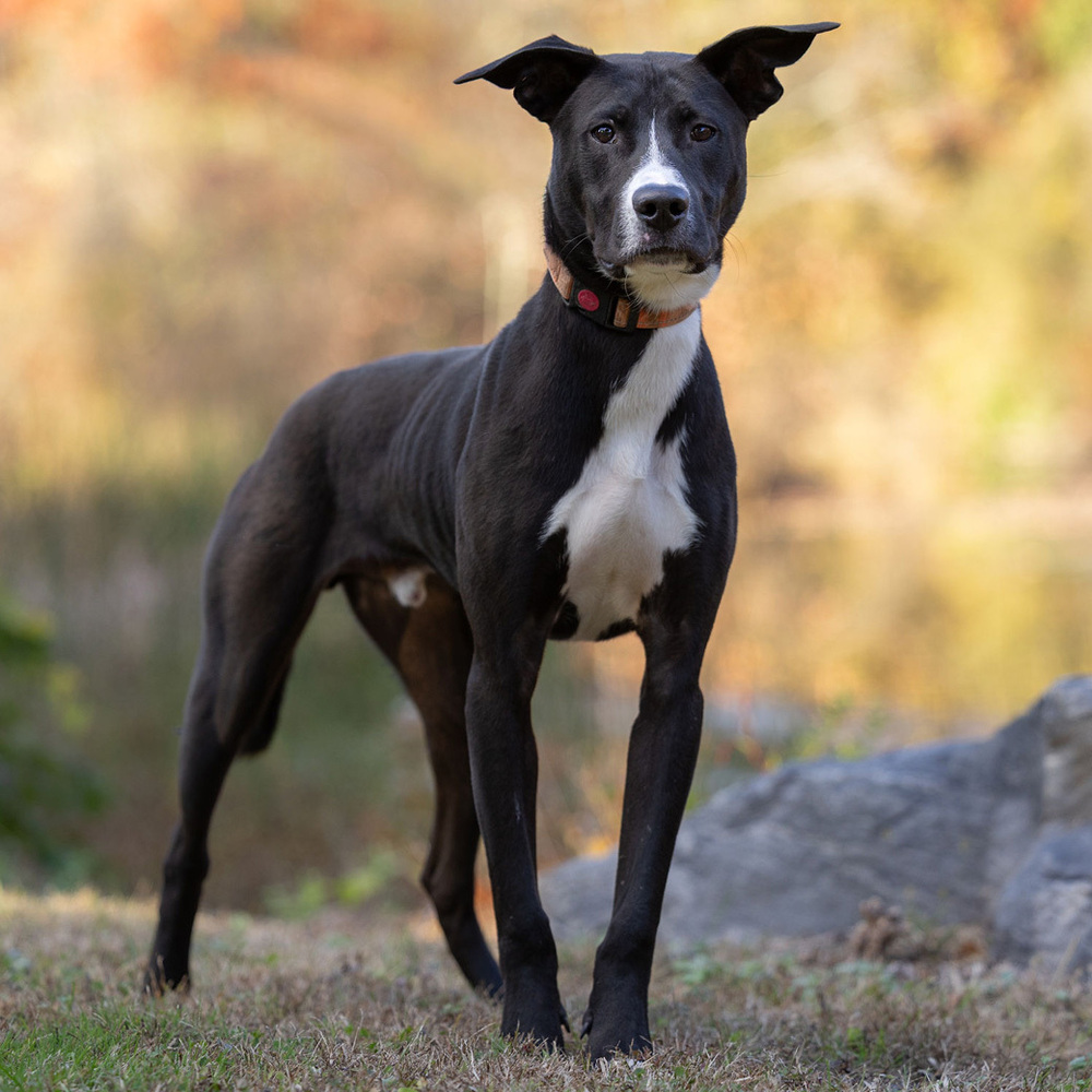 Peter, a medium sized, well-muscled, black and white Lab Retriever, looks seriously at the camera. He wears an orange collar and looks alert.