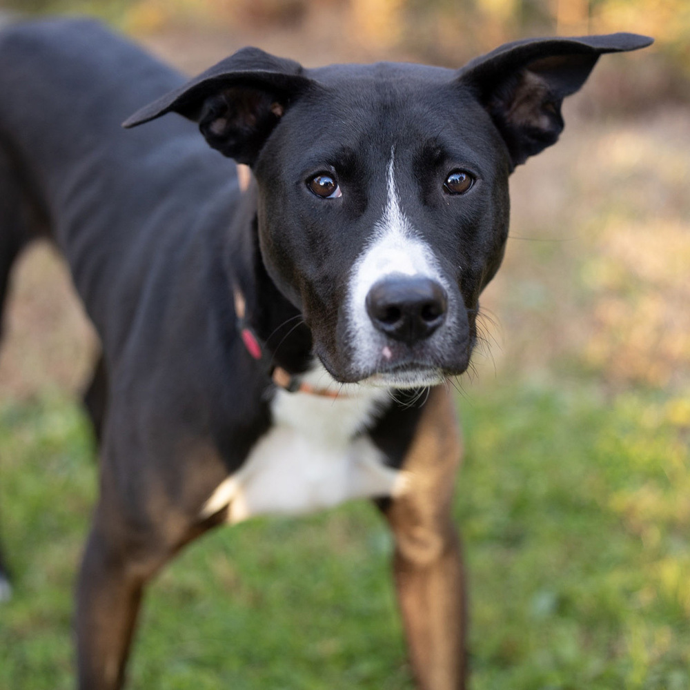 Facial closeup of Peter, a black and white Lab Retriever, looking seriously into the camera.