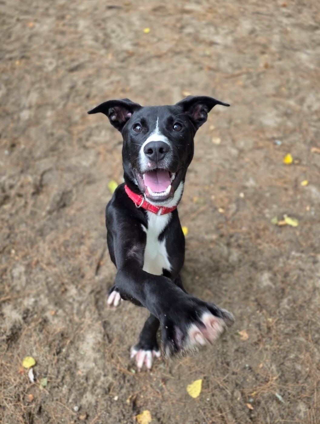Facial closeup of Peter, a black and white Lab Retriever, sweetly looking up at the camera and smiling.
