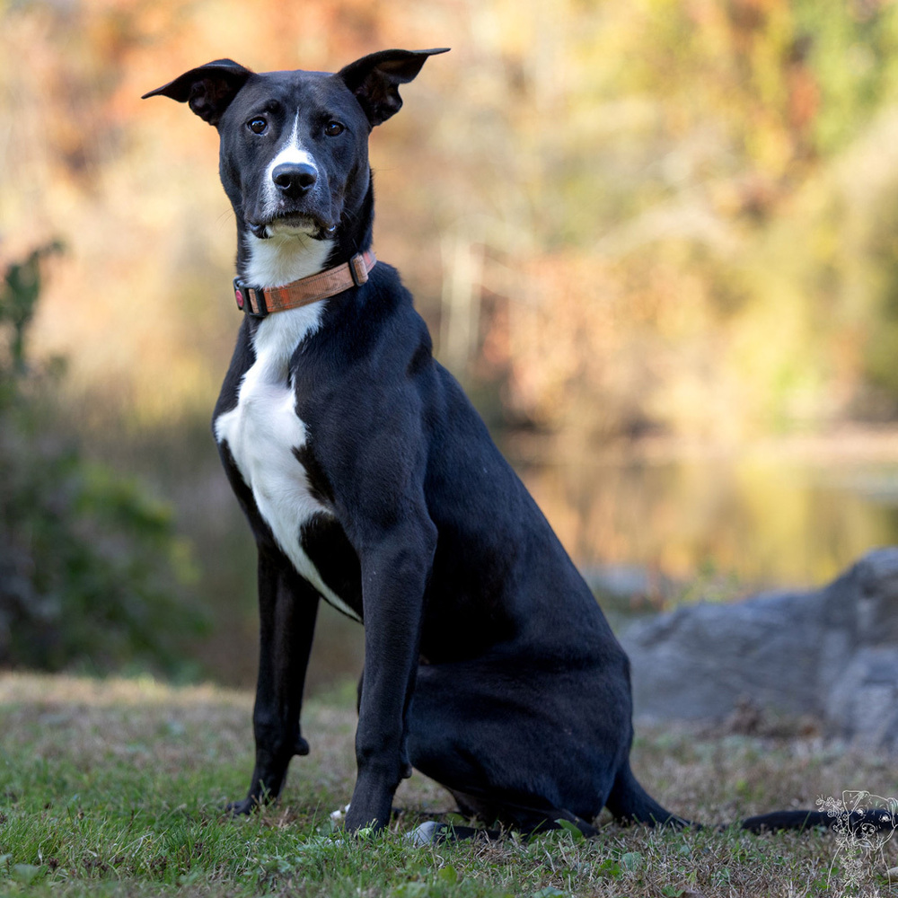 Peter, a medium sized, well-muscled, black and white Lab Retriever, sits on a green lawn and looks seriously at the camera. He wears an orange collar.
