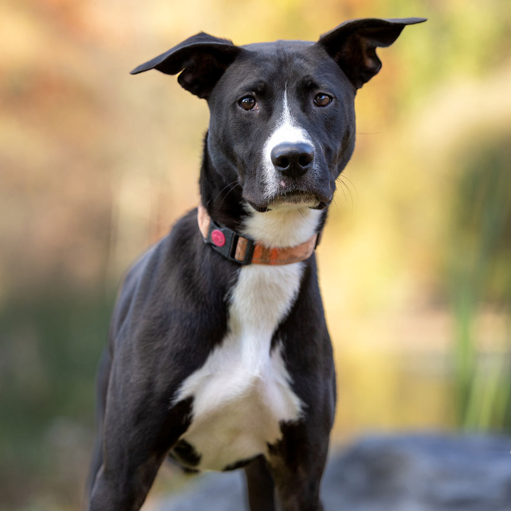 A facial close-up of Peter, a medium sized, well-muscled, black and white Lab Retriever, looks seriously at the camera. He wears an orange collar and looks alert.