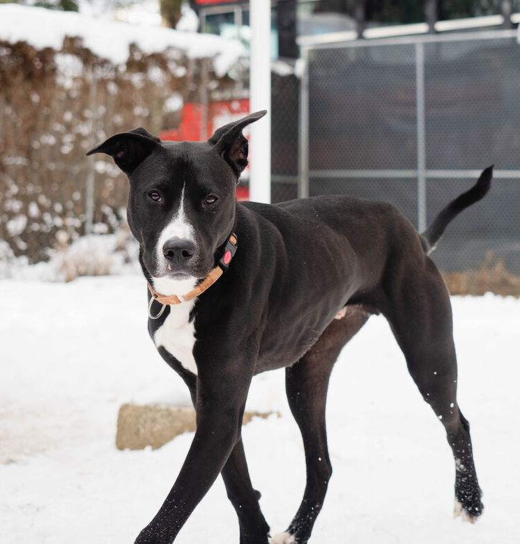 Peter, a medium sized, well-muscled, black and white Lab Retriever, looks seriously at the camera. He wears an orange collar.