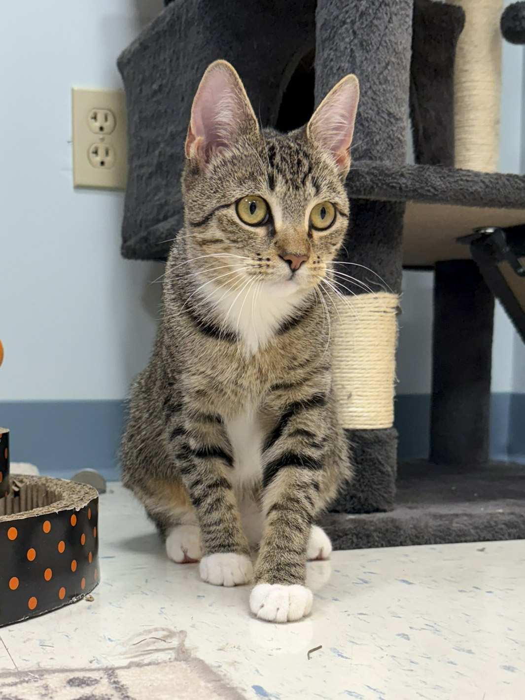 A small tabby cat named Dani sits in front of a scratching tower looking off to the right tracking something.