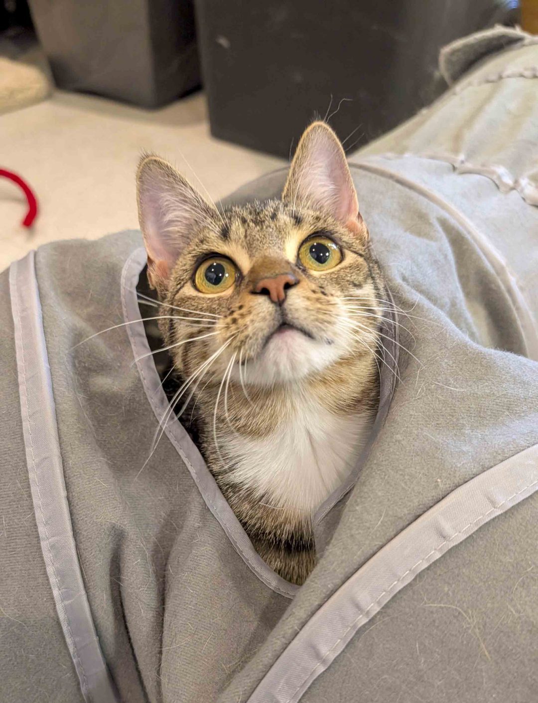 A small tabby cat named Dani sits inside of a tunnel toy with her head poking out the top and her gaze fixed on something above her head. She has very wide, green eyes.