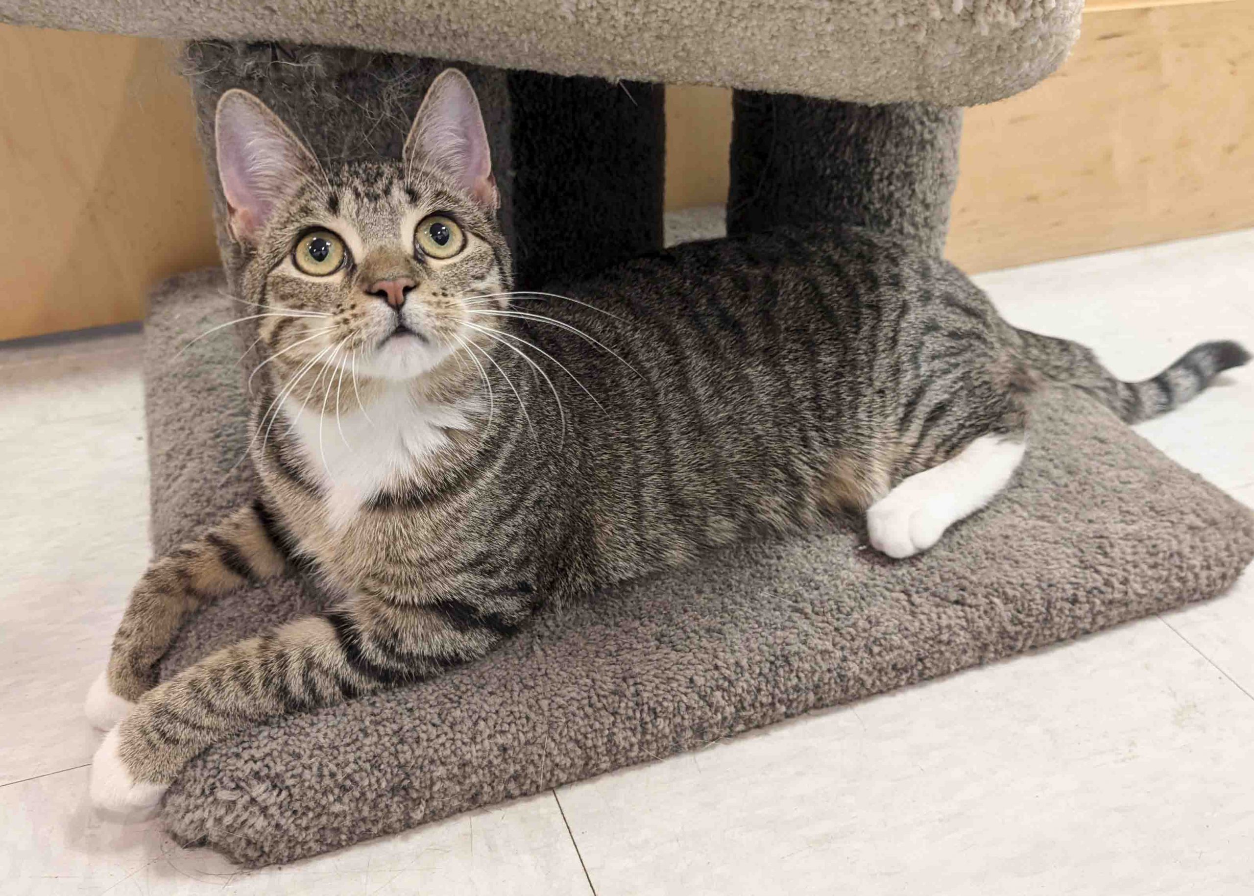 A small tabby cat named Dani lays on the carpeted bottom of a scratching tower looking up at something. She has white paws, a white bib and wide, green eyes.