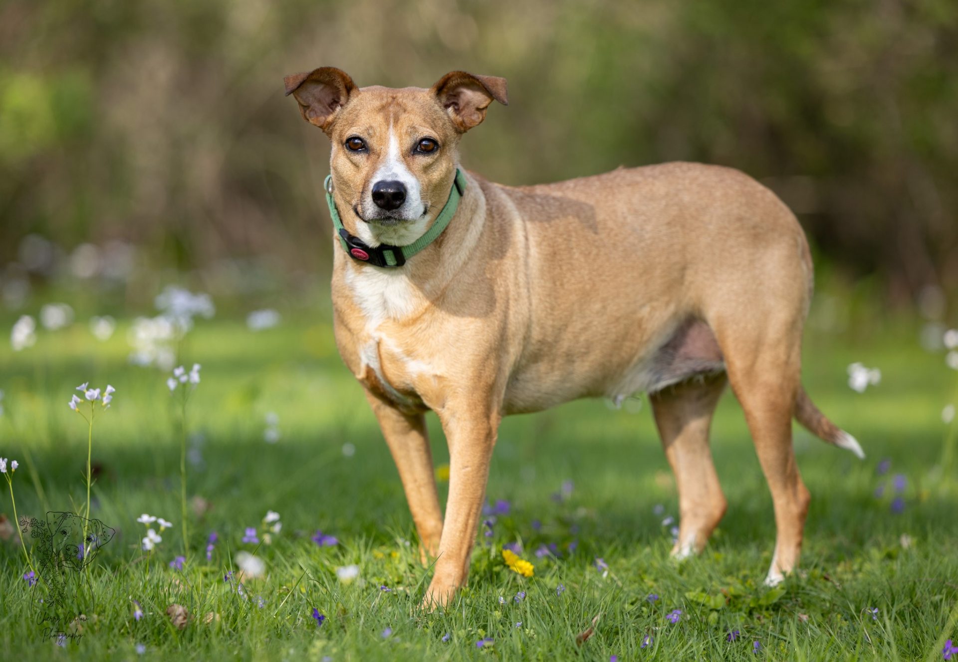 A side body view of Lilly, a tan and white 5-year-old Retriever mix with brown eyes, standing on grass dotted with yellow, purple and white flowers looking seriously into the camera.