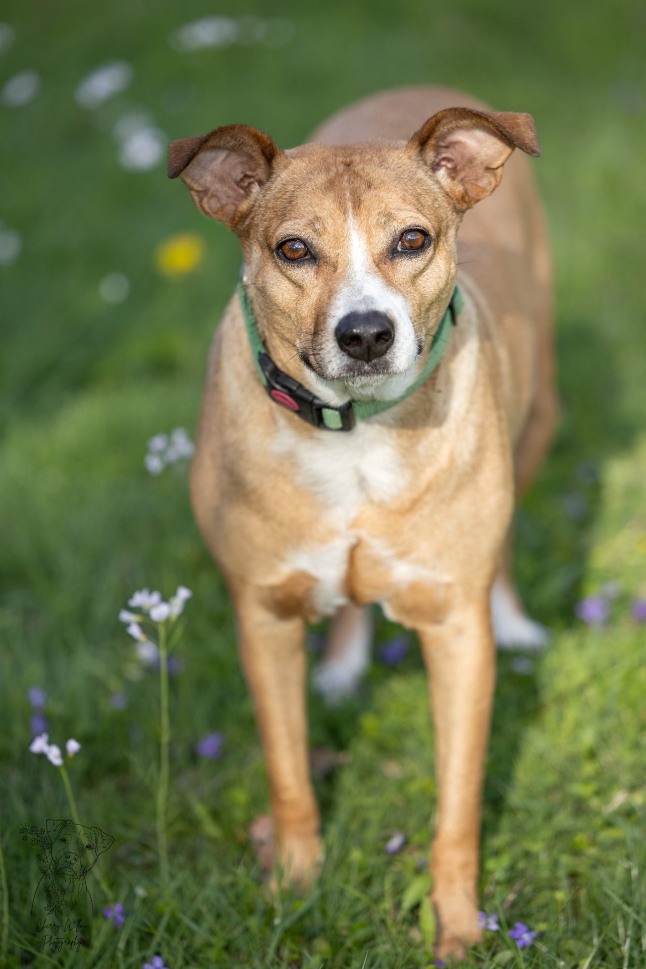 A close up front view of Lilly, a tan and white 5-year-old Retriever mix with brown eyes, standing on grass dotted with purple and white flowers looking seriously into the camera.