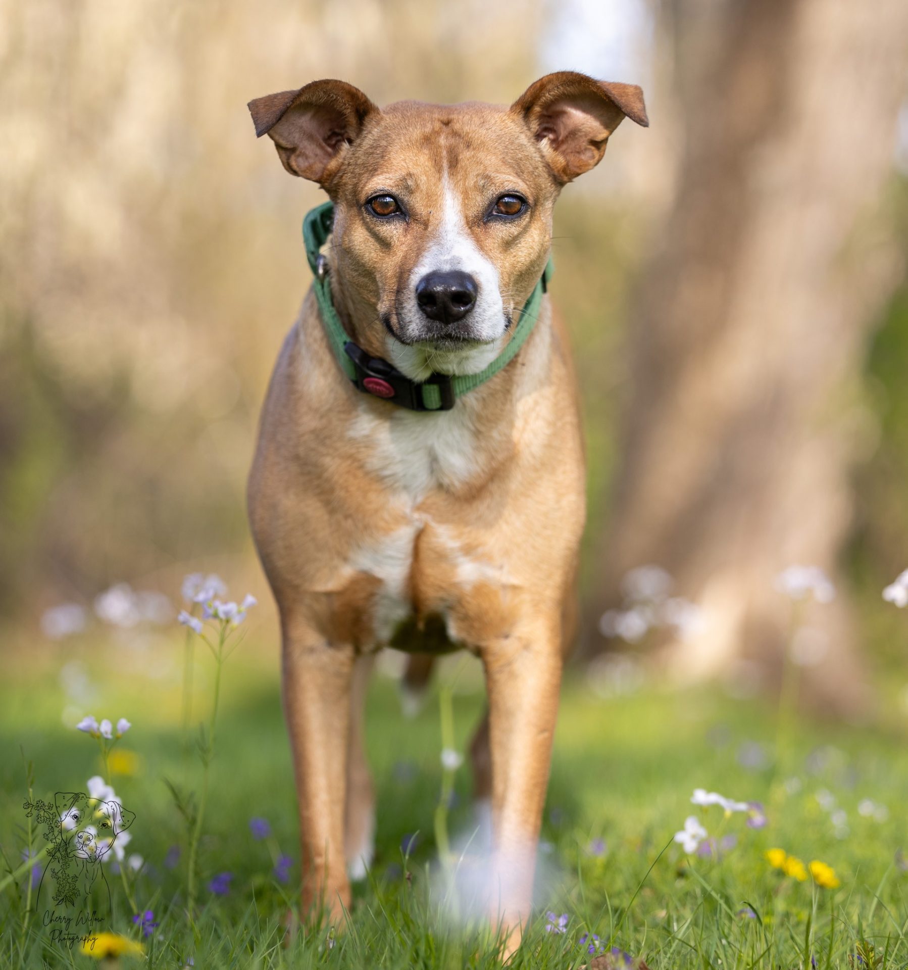 A head on view of Lilly, a tan and white 5-year-old Retriever mix with brown eyes, standing on grass dotted with purple, yellow and white flowers looking seriously into the camera.