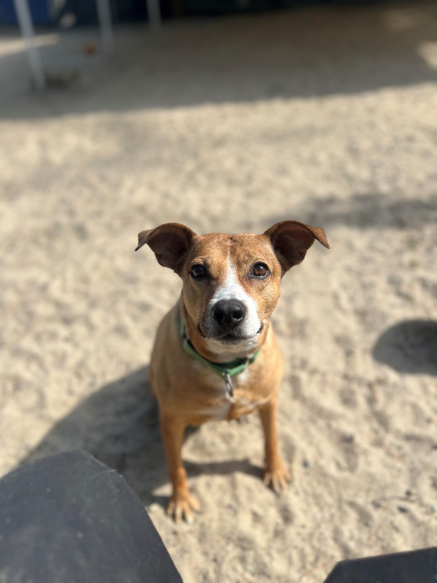 A close-up face shot of Lilly, a tan and white 5-year-old Retriever mix with brown eyes, is seating on sandy ground looking into the camera seriously.