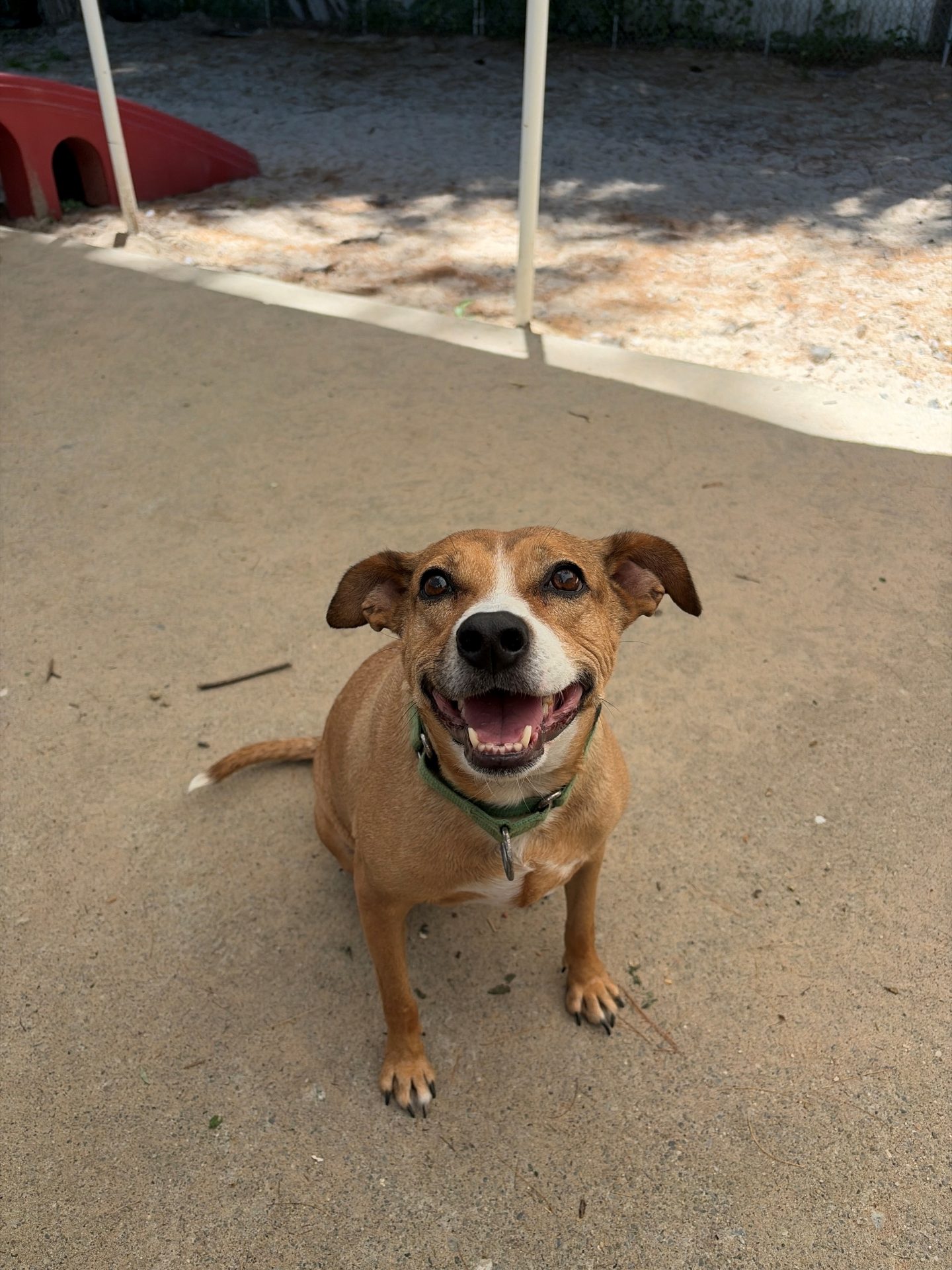A close-up face shot of Lilly, a tan and white 5-year-old Retriever mix with brown eyes, is seating on sandy ground smiling into the camera.