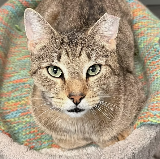 A tabby cat named Tigger lays on a colorful crochet blanket with his paws tucked beneath him looking seriously at the camera. He has large green eyes and a clipped top left ear.