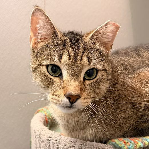 A tabby cat named Tigger laying on a colorful crochet blanket with his paws tucked beneath him looking seriously at the camera. He has large green eyes and a clipped top left ear.