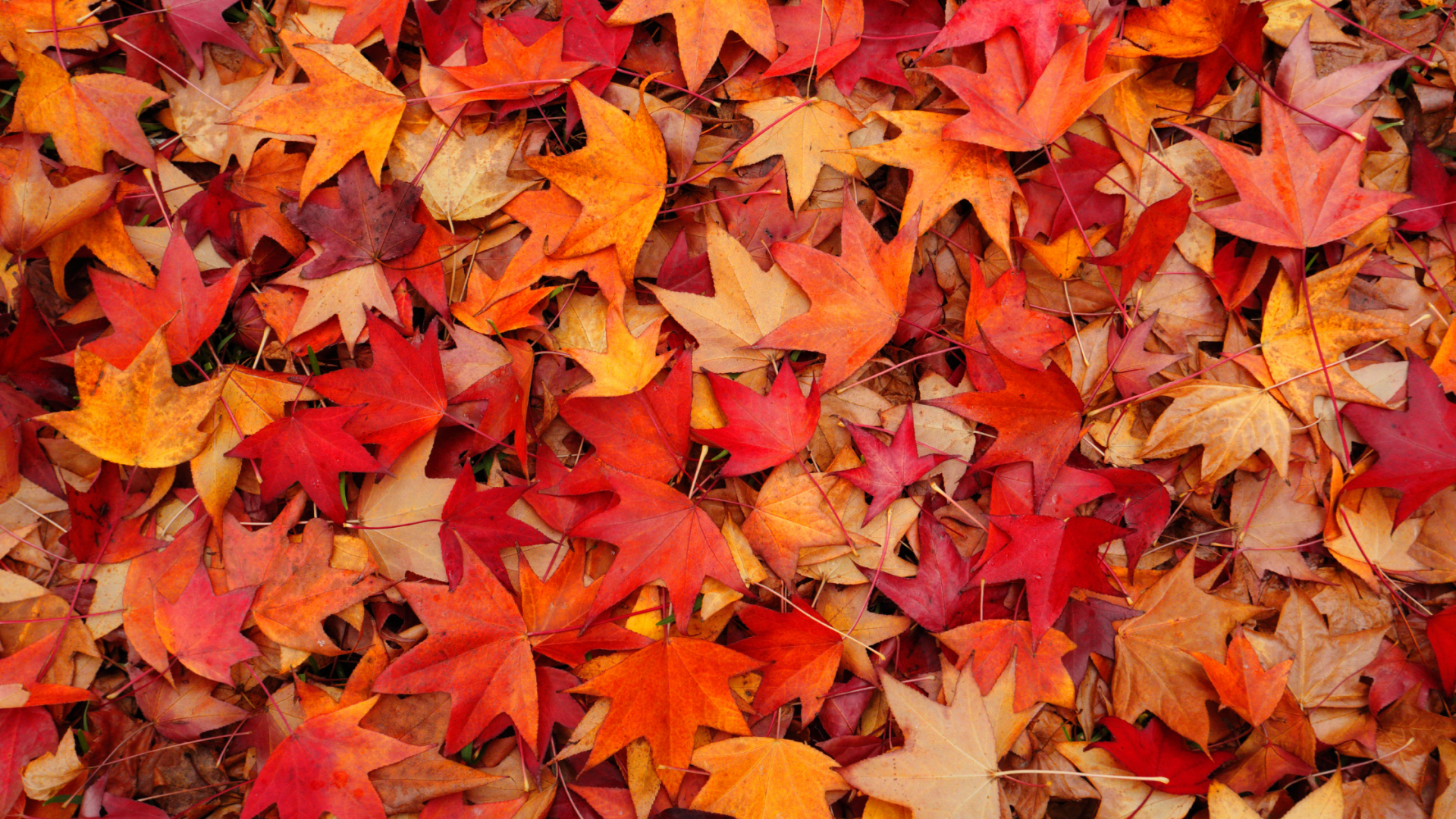Red, yellow and orange maple leaves sitting atop one another.